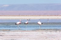 In dieser Salzwüste leben auch Flamingos.